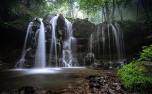 森林,滝,川